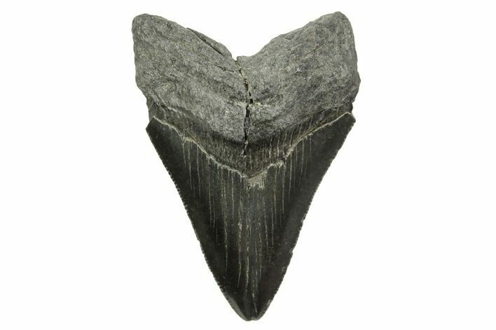 Serrated, Fossil Megalodon Tooth - South Carolina #375849